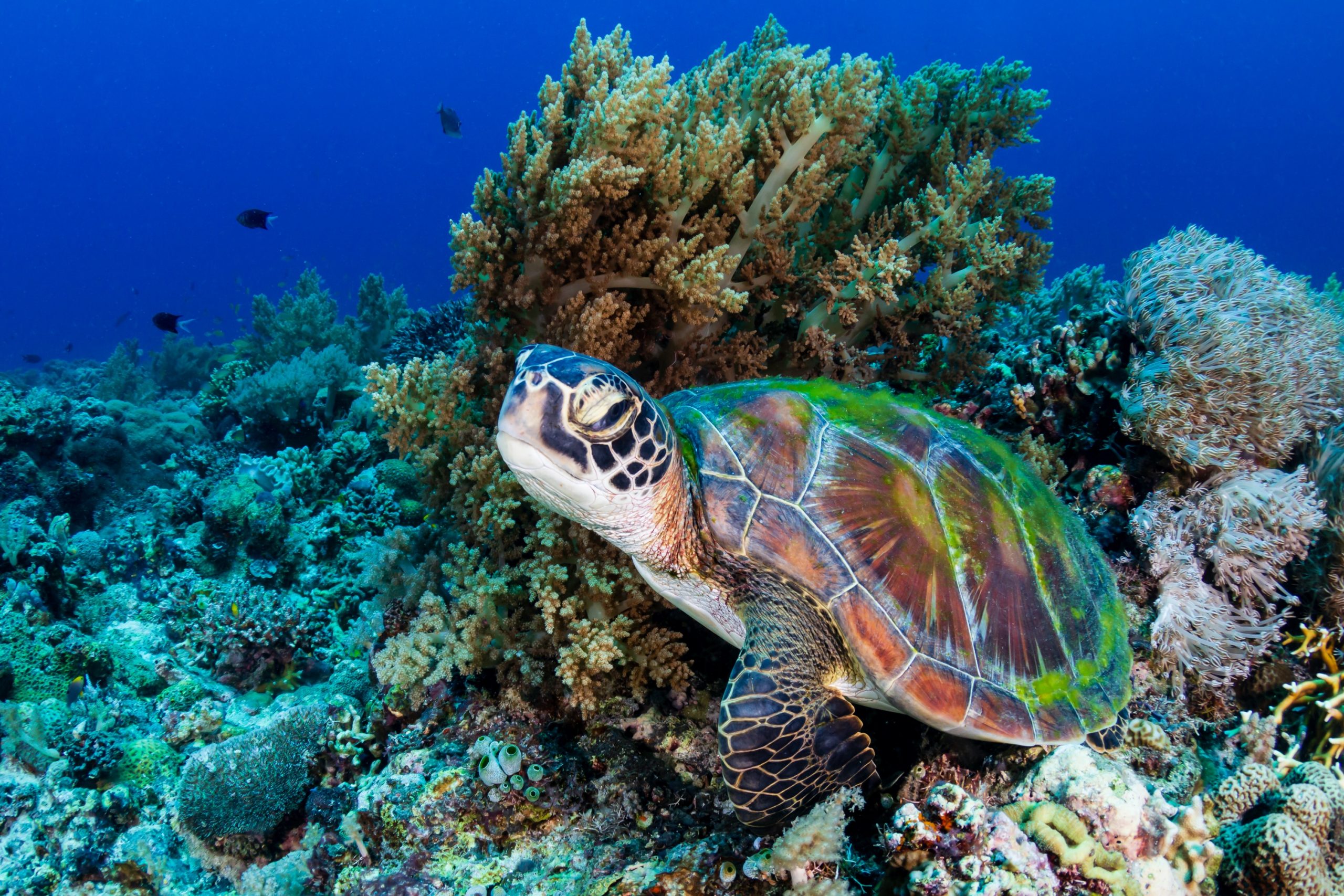 Eine große Grüne Meeresschildkröte (Chelonia Mydas) auf einem tropischen Korallenriff auf den Philippinen